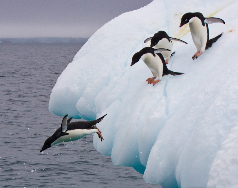 Adélie Penguins Diving Off Iceberg